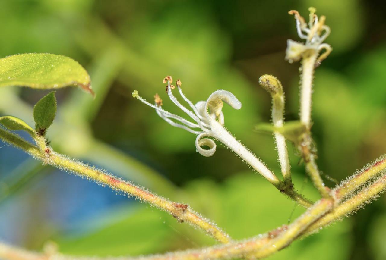 The Wild Seeds Шовіньї Екстер'єр фото